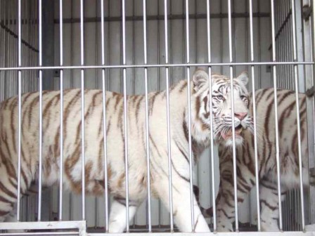 Tigre.JPG